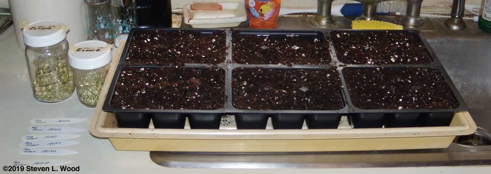 Seed, labels, and tray ready for planting