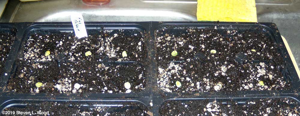 Pea seed in potting mix