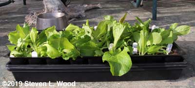 Lettuce - first out on the porch to harden off