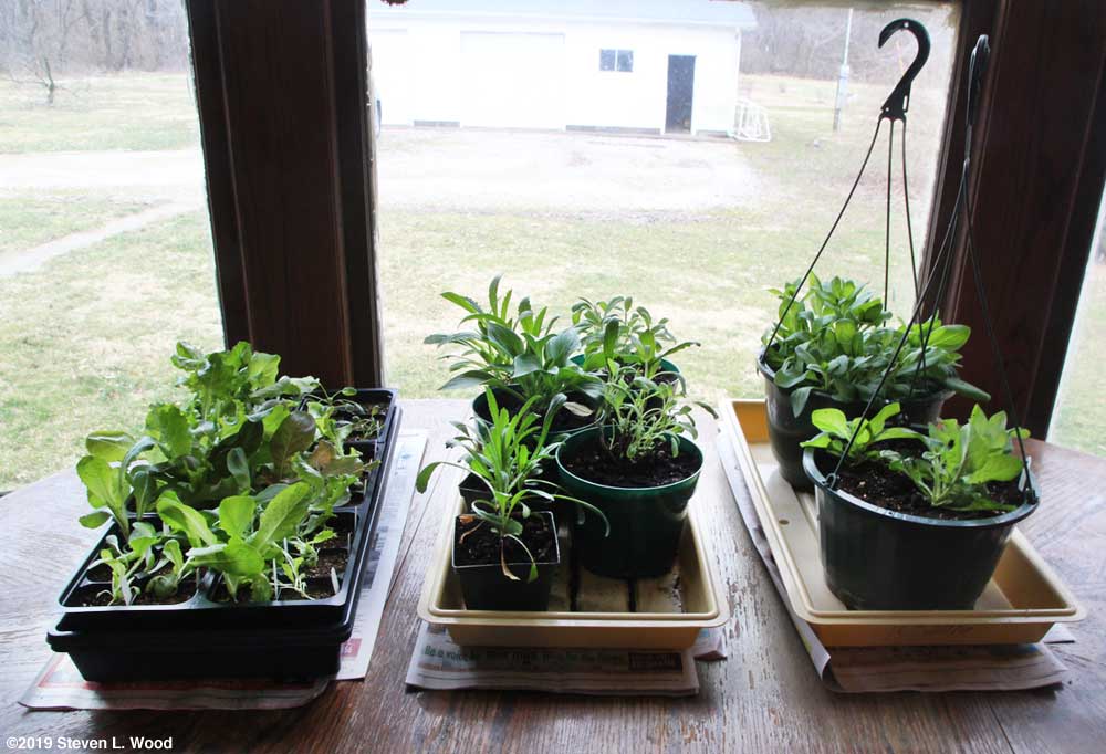 Plants back inside
