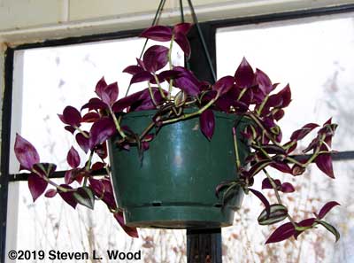 Wandering Jew plant
