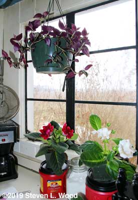 Wandering Jew and Gloxinias