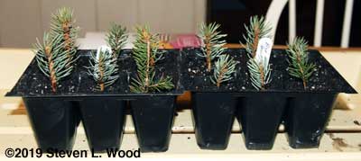 Rooting blue spruce cuttings