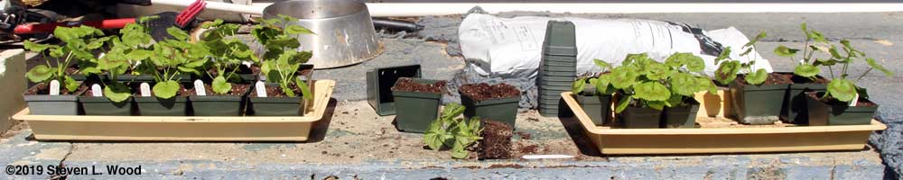 Moving geranium plants to larger pots
