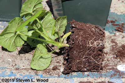 Geranium with roots exposed