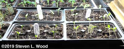 ERS pepper and Earlirouge tomato starts