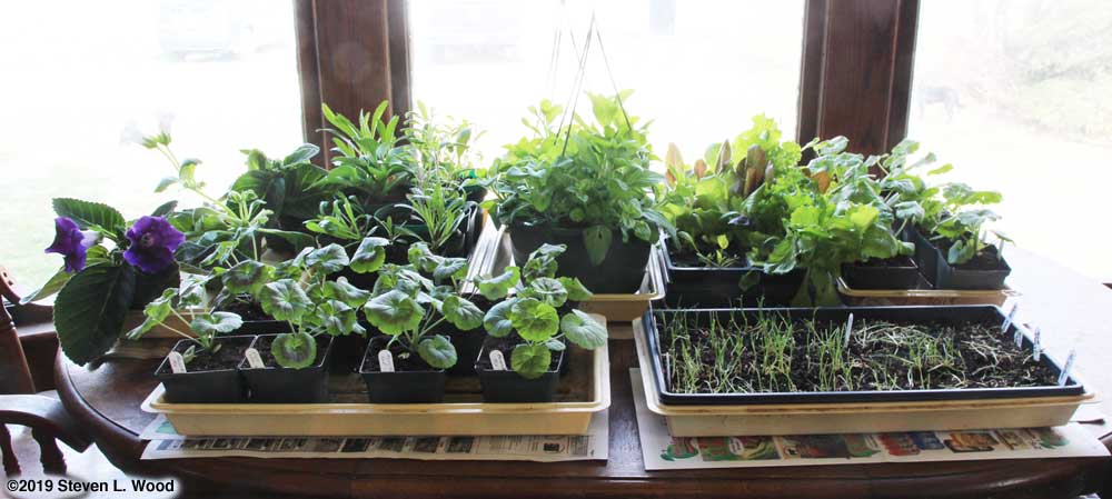 Plants back inside - March 25, 2019