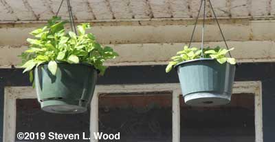 Hanging basket petunias