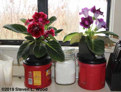 Gloxinias in kitchen window