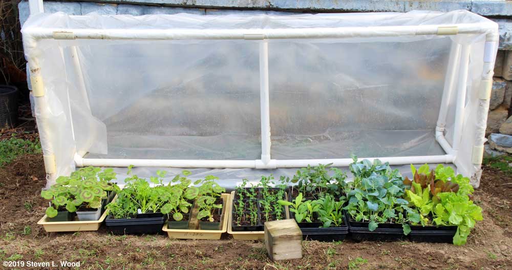 Cold frame filled with transplants