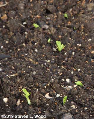 Early peas emerging