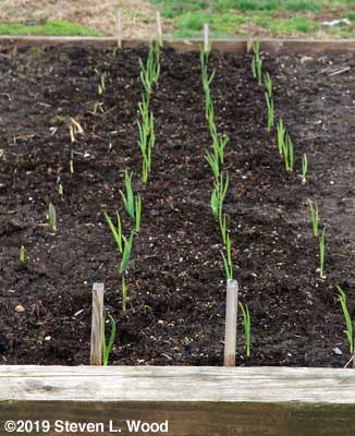 Garlic up