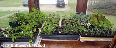Plants inside (again)