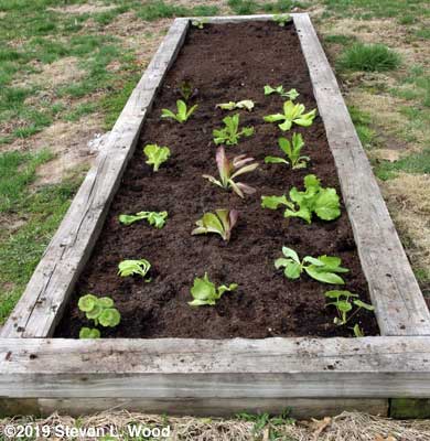 Lettuce transplanted
