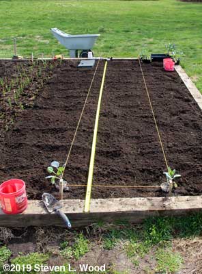 Rows strung, Brussels sprouts in