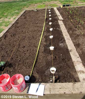 Cutworm collars in place marking planting spots