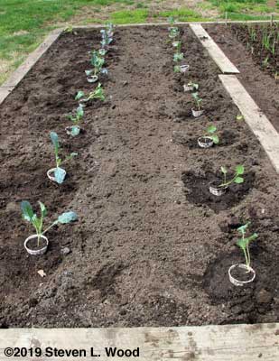 Planting complete