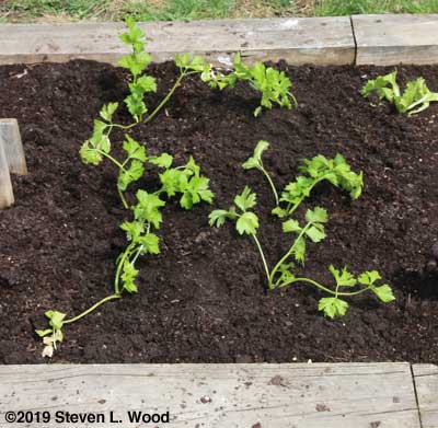 Celery transplanted
