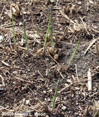 Thin, seedling asparagus up