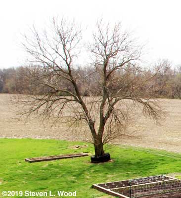 Before pruning