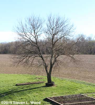 Mulberry tree after pruning