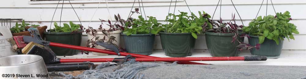 Hanging basket plants in protected area