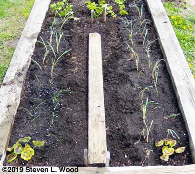 Closeup of transplanted onions