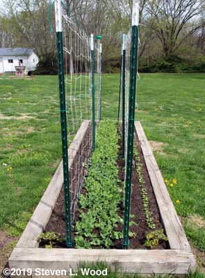 Maxigolt and Champion of England tall peas between a double trellis