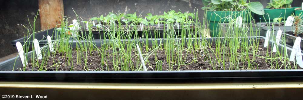 Late tray of onion transplants