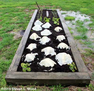 Hot Kaps on lettuce plants