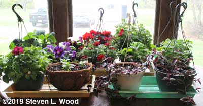Hanging basket plants on dining room table