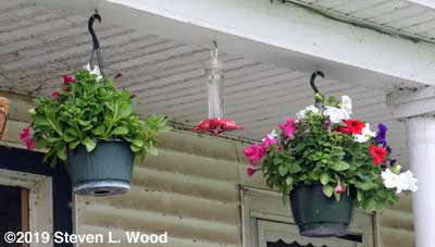 Petunias hanging from back porch