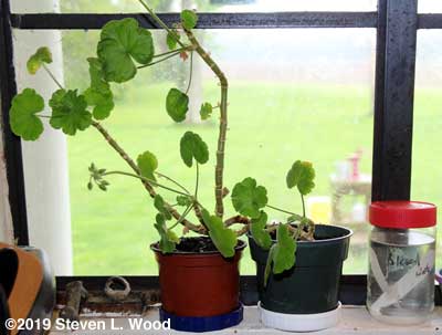 Dwarf geranium
