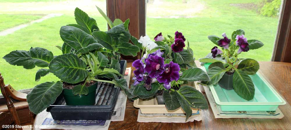 Gloxinias on dining room table