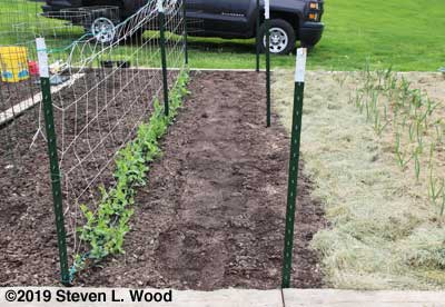 Short peas, lima been row along bare T-posts, and garlic