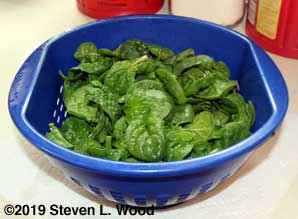 Baby Abundant Bloomsdale spinach