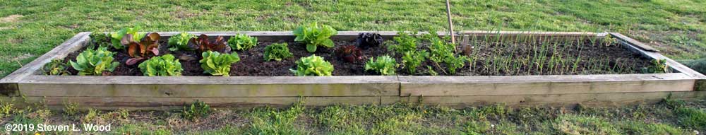 Raised bed of lettuce, celery, onions, and carrots