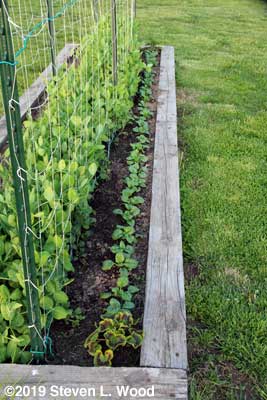 Spinach row by early peas