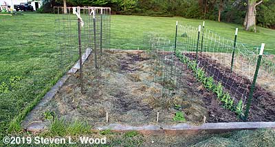 Earlirouge tomatoes, Earliest Red Sweet peppers, and Eclipse and Encore peas