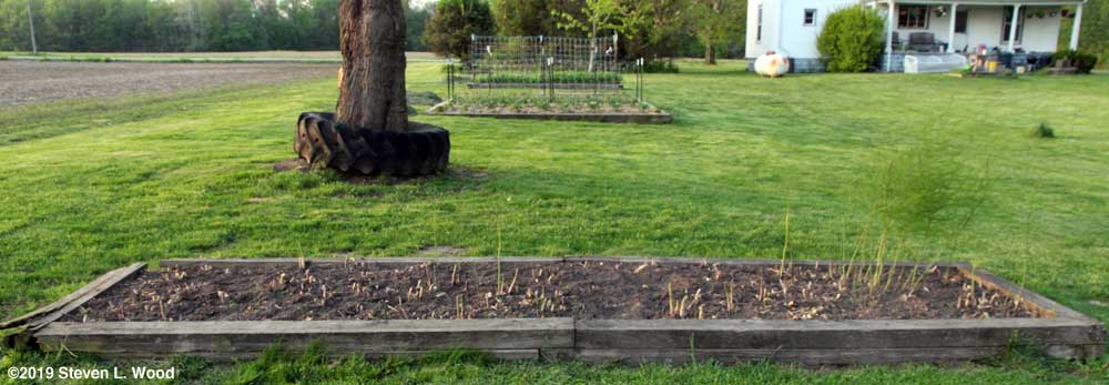 Raised asparagus bed with garden raised beds in background