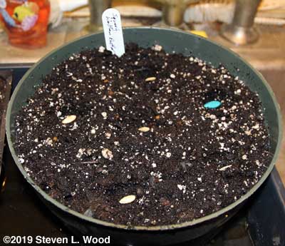 Butternut seeds in bulb pan