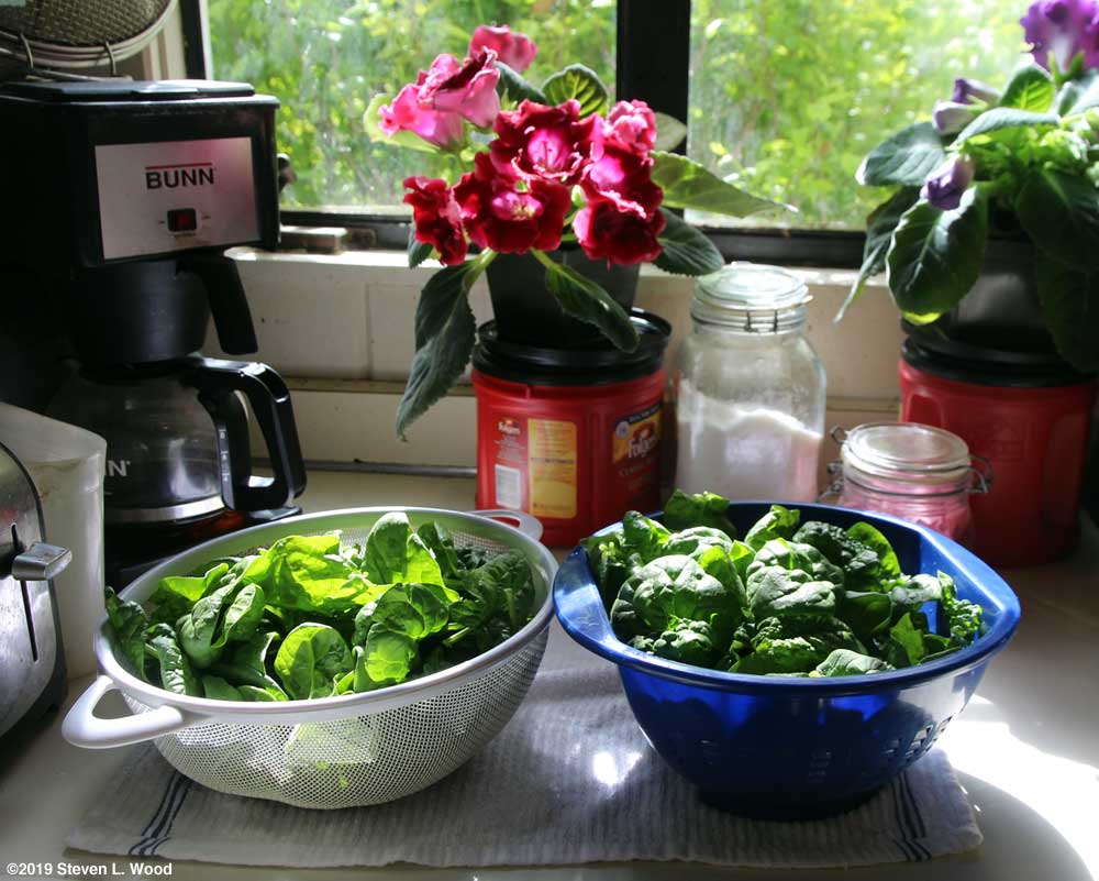 Spinach drying
