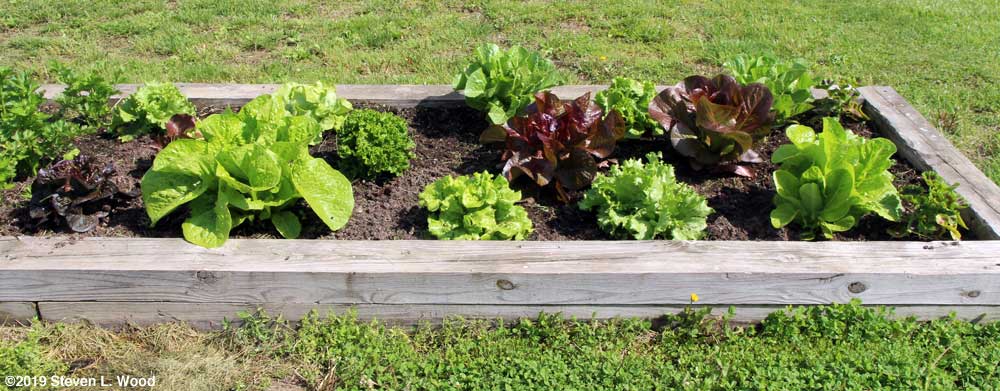 Lettuce bed