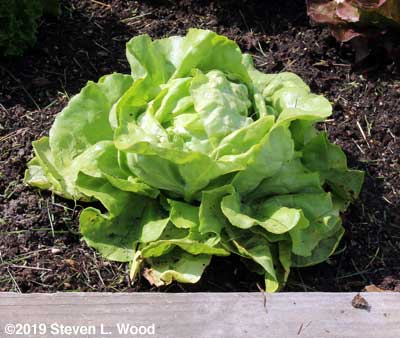 Lettuce - Nancy