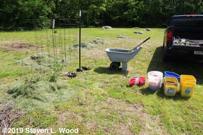 Transplanting tomatoes and peppers