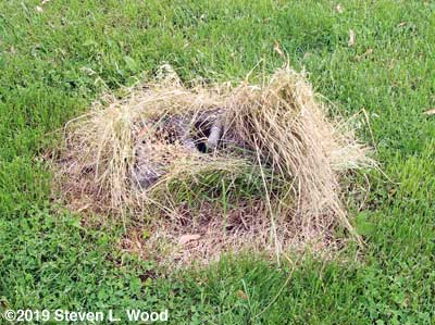 Grass killed with homemake weed killer