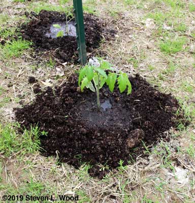 Transplanting tomatoes into deluxe holes