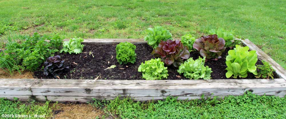 Our lettuce patch - May 12, 2019
