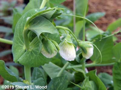 First pea blossoms