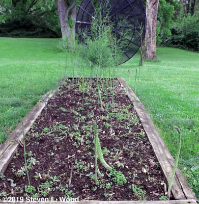 Our raised asparagus bed